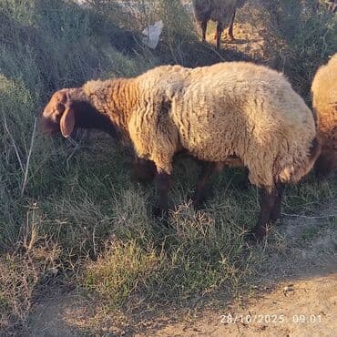 Qala qoçu tam sağlamdir qızğın hündür heyvandi