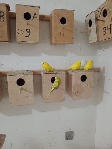 Akvariumlar: Vistavka şou quşları satılır 🦜 Qiymət: 60 AZN (1 ədəd) Mövcud say: 30 — 4