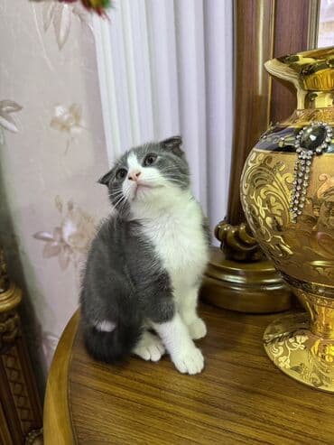 отдам в хорошие руки шотландского вислоухого котенка: Шотладская вислоухая, В добрые руки — 4