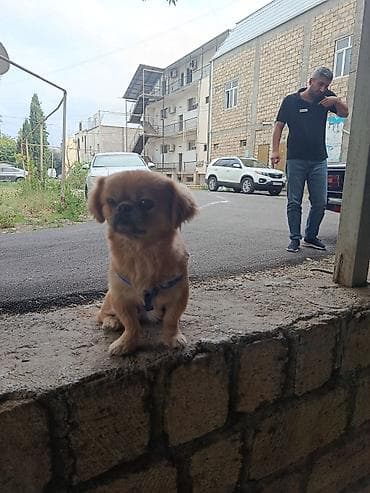 it alman: Pekines, 1 il, Erkək, Ünvandan götürmə — 6