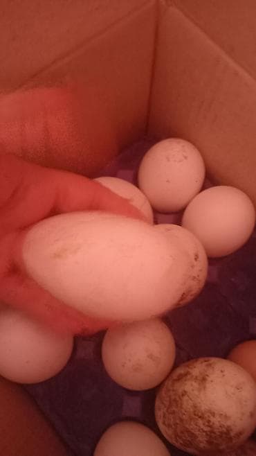 Quşlar: Dişi, Ətlik — 4