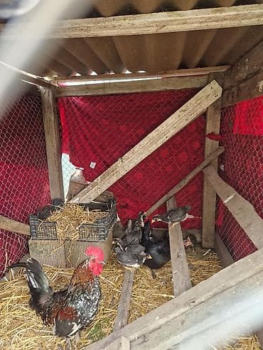 heyvanlara verilən adlar: Toyuq, Damazlıq — 4