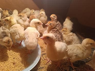 g herfi tortu: Məhsul: Türki balaları (pullu rəng çeşidləri) Təsvir: - Şəkillərdə — 3