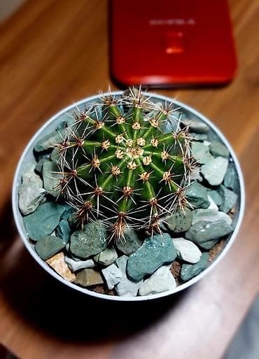 Buket güllər: Qırmızı rəngli plastik qabda olan dekorativ Begoniya bitkisi. Bu bitki — 4