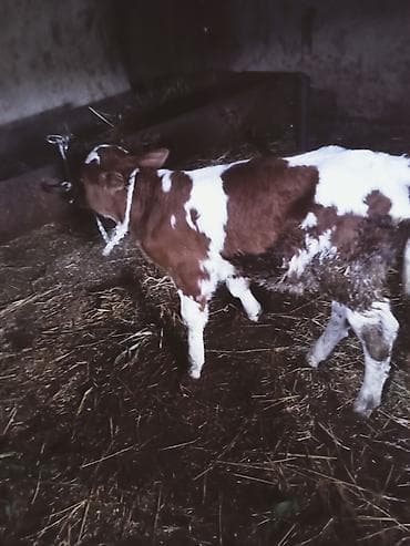 coban iti adları: Hevan çoxu yekə hevandi 7 gündü doğub hevani bir memesi işləmir balsi — 7