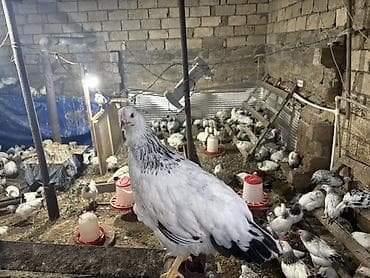 Toyuq, Brama, Damazlıq, Ödənişli çatdırılma