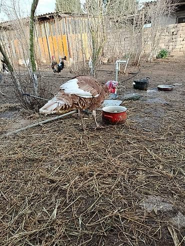 Pişiklər: Təmiz həyət heyvanidi broyler deyil 11 ayliq 8.2 kg diri çəkisi — 4