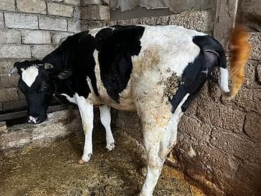 Птицы: Kök düyələr — 5