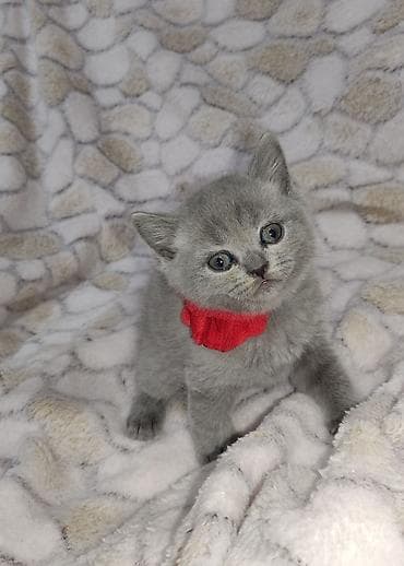 oglan it adlari: Britan, Dişi, Ünvandan götürmə, Pulsuz çatdırılma — 7