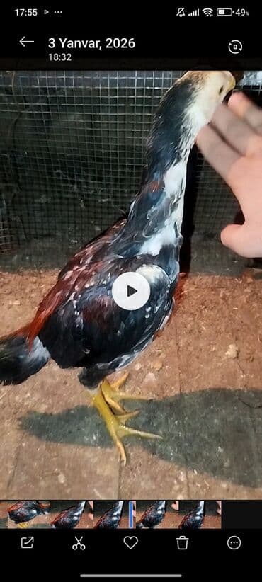 Ana yasil ayaq sosyete ata qara dimdiy qara mamız yaponlardan duşme