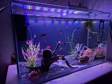 akvarium bitkiləri: Dördbucaq akvarium, Balıqlarla birlikdə, 300 l, Pulsuz çatdırılma — 2