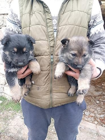 Gəmiricilər: 1 ay, Peyvəndli — 5