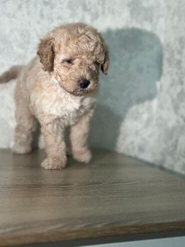 Gəmiricilər: Pudel, 2 ay, Peyvəndli — 6