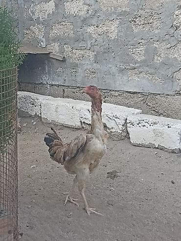 kend cuceleri: Salam gördüyüvuz heyratı fere satılır. Tam sağlam heyvandi — 2