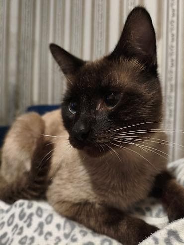 Pişiklər: Siam, Erkək — 1