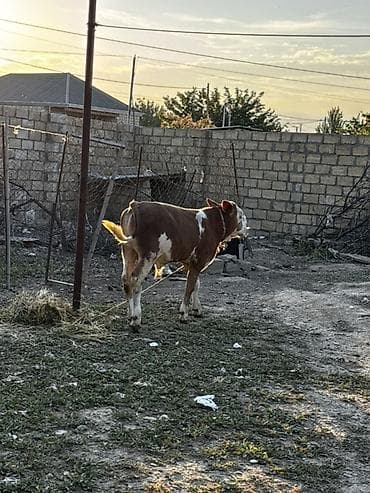 afcarka bala: Erkək simmental balalı inək satılır. Bala süni mayalanmadan olub. 4 — 10