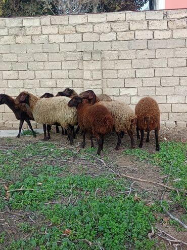 Аквариумы: Qoyun sürüsü – ət və damazlıq üçün - Növ: yerli cins qaragül/qəhvəyi — 4