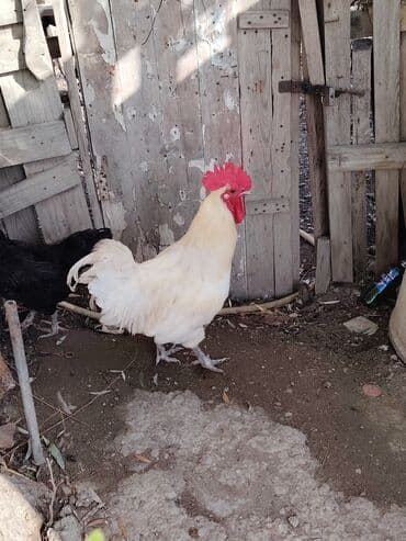 həyət qazı: Ağ rəngli avstrolop xoruz - Rəng: krem-ağ tüklər, iri qırmızı daraq — 6