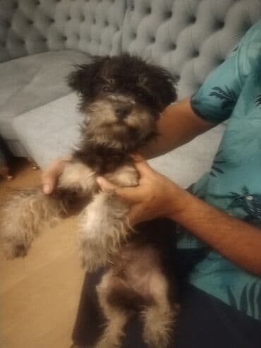 собака отдам в хорошие руки: 6 месяцев, Самец, С прививками, Платная доставка — 1