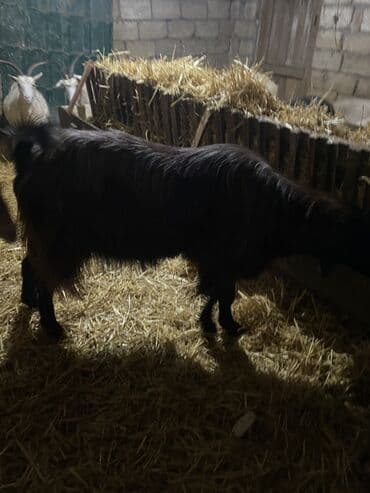 Quşlar: 2 yaş yarimliq heleb tekesi satilir tam aktiv heyvandi unvan Mehdiabad — 6