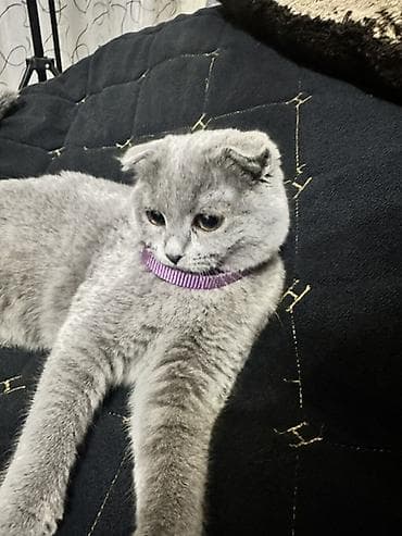 syam pişik: Şotland — 4