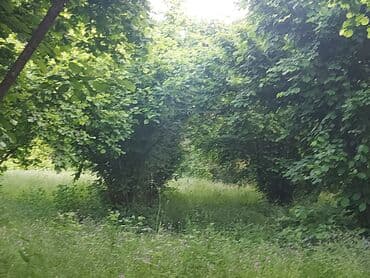 дом в баку купить: 20 соток, Для сельского хозяйства, Возможен обмен, Купчая — 2