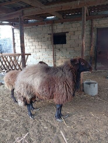 İtlər: Erkək, Qala, il: 4, 60 kq, Damazlıq — 3