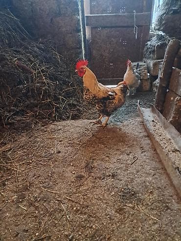 heyvanla barter: Ken xoruzu cavan heyvandi — 1