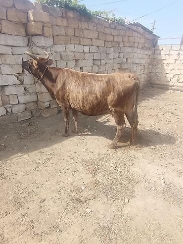simmental inək satılır: Dişi, il: 6, 320 kq, Damazlıq, Ətlik — 1