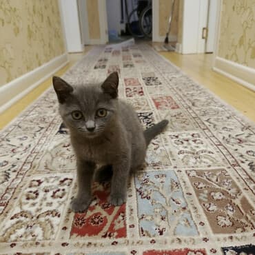 Gözəl boz rəngli, qısa tüklü pisik qum tərbiyəsi var çox sakit və lalafo.az -da Gözəl boz rəngli, qısa tüklü pisik qum tərbiyəsi var çox sakit və