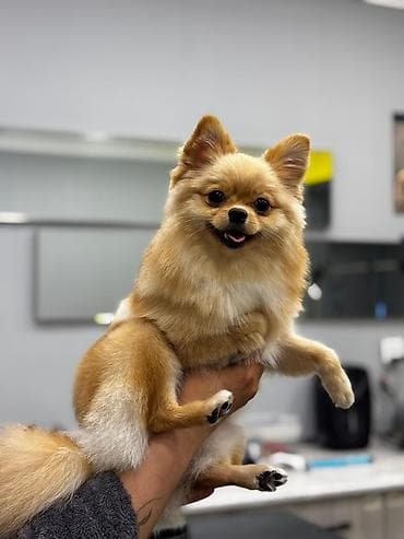 Heyvanlar üçün mallar: Şpitz, 1 il — 4