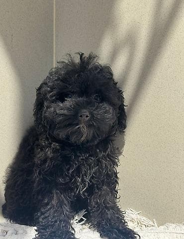 naxcivan heyvan elanlari: Pudel, 4 ay, Dişi, Peyvəndli, Ödənişli çatdırılma — 2