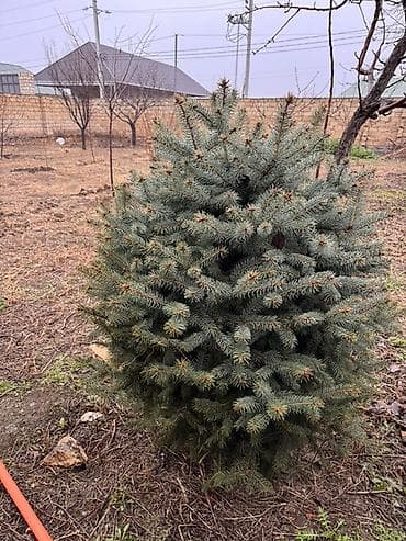 Ölcü ve qiymet: 1.70m Gümüşü - 250azn 1.20m Gümüşü - 180 azn 1.30m