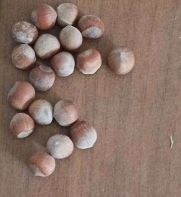 Ləpələr: Məhsul: Təbii fındıq (qabıqlı) Təsvir: - Yerli bağdan yığılmış — 3