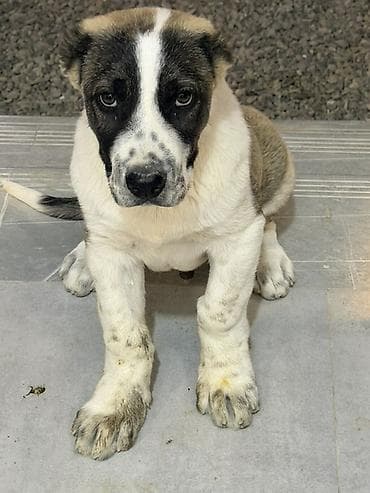 meydan itləri: Alabay, 3 ay, Erkek, Ünvandan götürmə, Ödənişli çatdırılma — 6