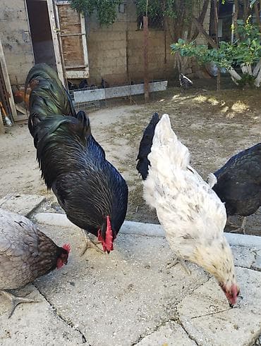 turk anqorasi: Toyuq, Australorp, Damazlıq, Ünvandan götürmə — 5