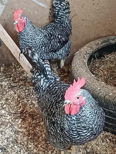 Сельхоз птицы: Məhsul: Xoruzlar ve mayali yumurtalar satisda Təsvir: - — 5