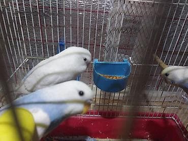 Tutuquşu balaları satılır 4 ədəddir 3 aylıqdırlar hamısın alana cüzi