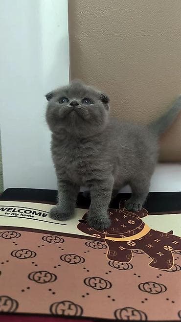 lelekli heyvanlar: Şotland yastı qulaq, Dişi — 2