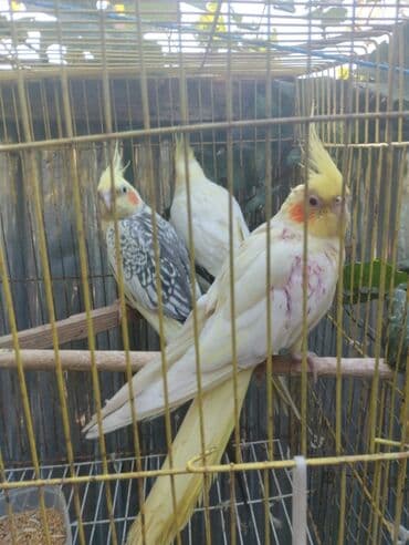 cuce qefes: Nymph paraketləri (Cockatiel) – sarı/kremsi rəngli, yanaqlarda narıncı — 4