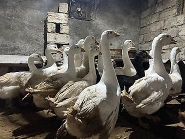 helep keci: Qoyun-keçi sürüsü - Şəkillərdə müxtəlif cinsli qoyun və keçilərdən — 9