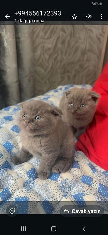 qoyun yemi: Şotland yastı qulaq — 5