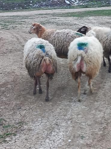 qoyun sortlari: Salam qoyunlar satılır 8dənə heyvandı cavan heyvanlardı tam sağlam — 10