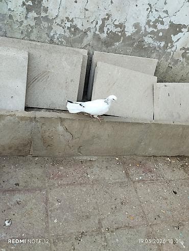 Digər heyvanlar: Boynu Zirəli 1 tük cavan erkekdir.Tam sağlamdir.Tutulmadir.Uzun — 2