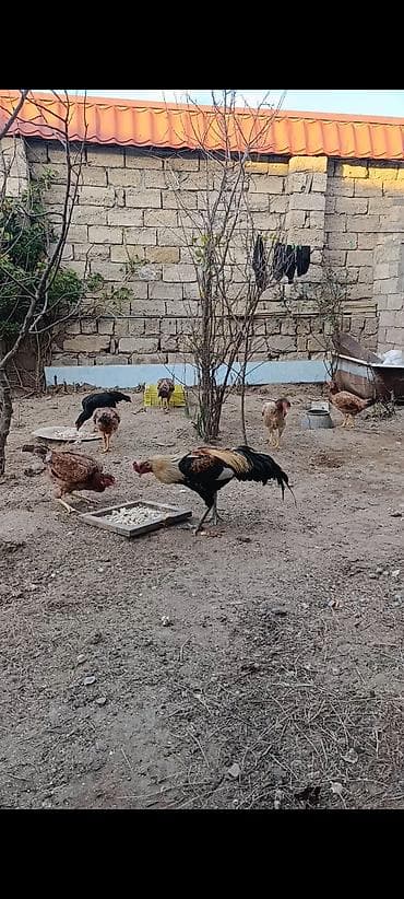 xoruzu: Salam tam saglam 1 yas yarimliq heyrati xoruz cox qızğın heyvandi — 2