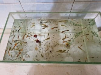 bit əleyhinə: Quppi, Sülhsevər, Ünvandan götürmə — 4