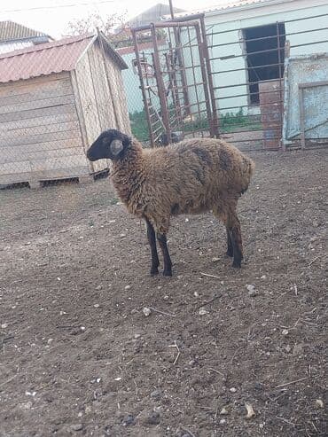 5 aylıq quzudur. dişidi. yeyimcil heyvandır. arpa yonca qarğıdalı ilə lalafo.az -da 5 aylıq quzudur. dişidi. yeyimcil heyvandır. arpa yonca qarğıdalı ilə