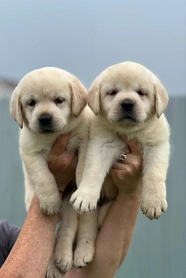 Labrador-retriver, Ünvandan götürmə, Pulsuz çatdırılma lalafo.az -da Labrador-retriver, Ünvandan götürmə, Pulsuz çatdırılma