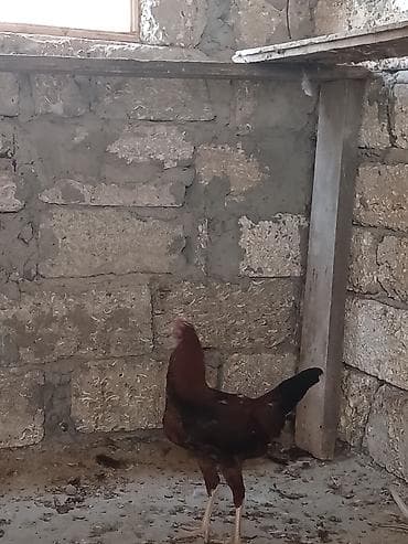 ucuz cuce: Toyuq cücələri, Damazlıq — 7