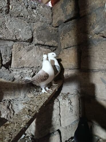 ucuz goyərcinlər: Məhsul: Göyərçinlər (cüt) - Rəng: ağ fon üzərində qəhvəyi-naxışlı — 1